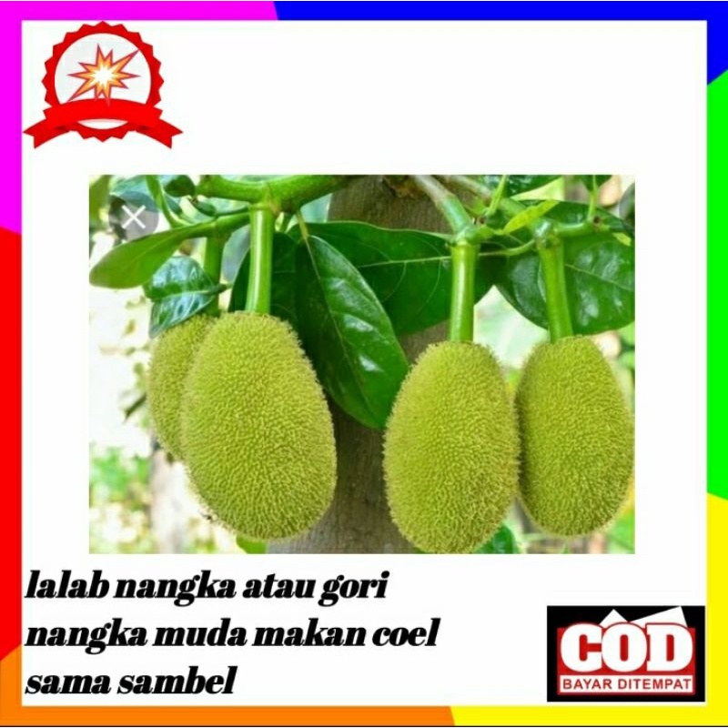 

lalab nangka muda as sunda