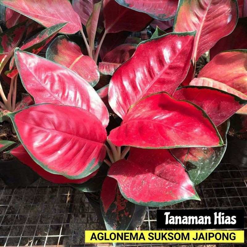 Tanaman hias aglonema suksom jaipong Import - Aglaonema Suksom Jaipong