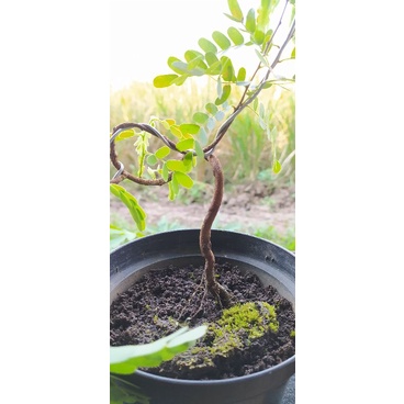 Bahan Bonsai Asem Jawa Mame