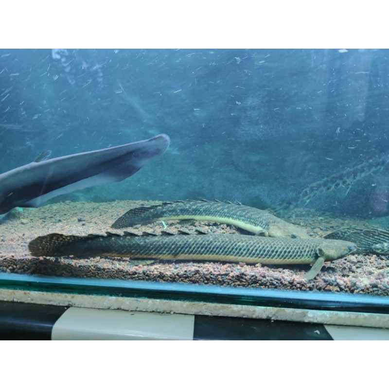 RARE BIG SIZE Palmas Teugelsi 35-38cm