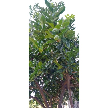 

DAUN JERUK PURUT SEGAR