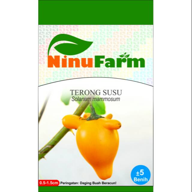 Benih Terong Susu 5Seeds