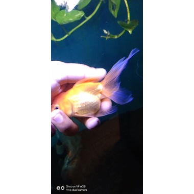 

ikan koki rosetail