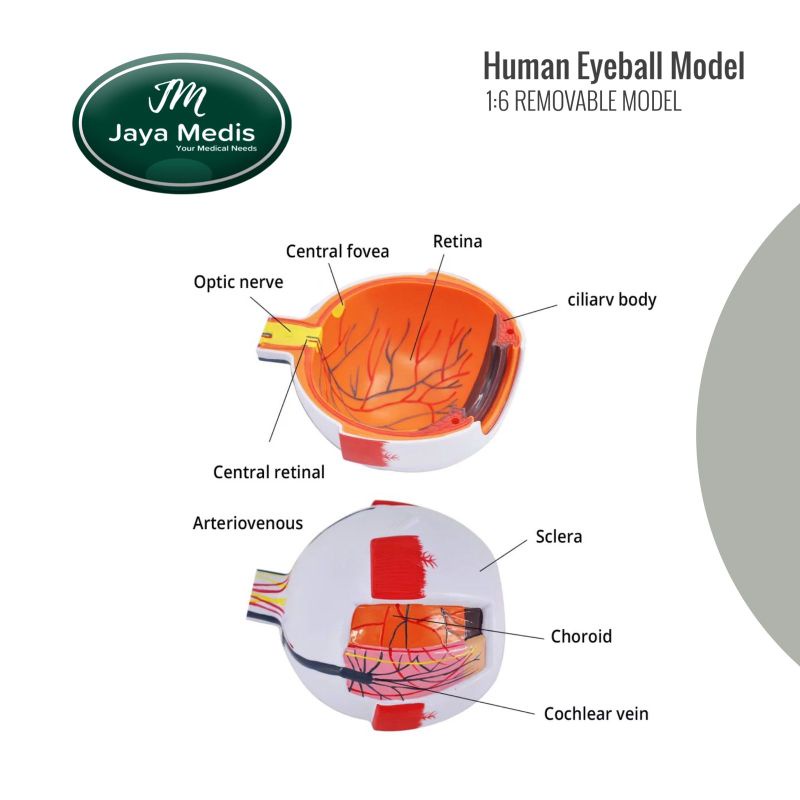 Alat Peraga Model Bola Mata Yang Dapat Dilepas 1:6