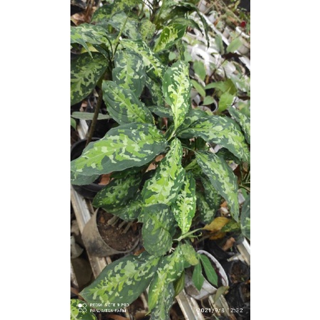 BIBIT BONGGOL AGLAONEMA PICTUM PAKET KECIL