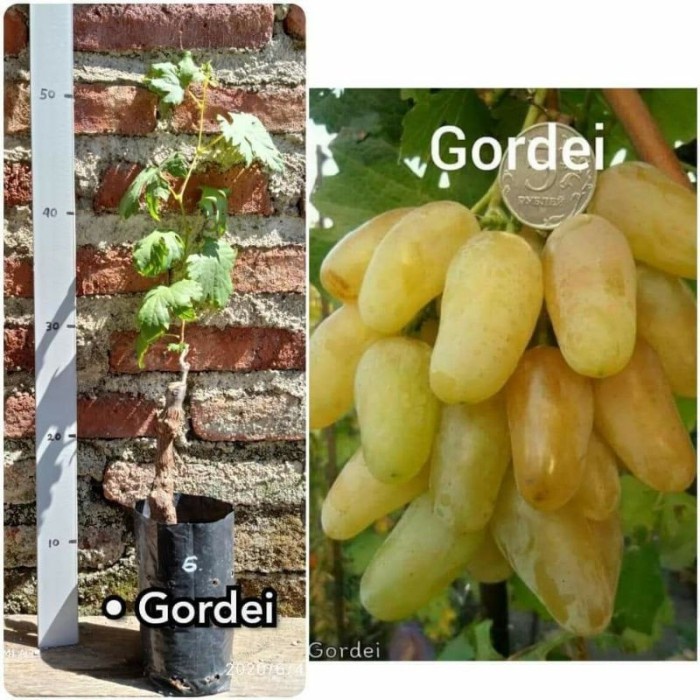 Bibit anggur import gordey hasil grafting