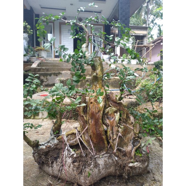 bahan bonsai serut subur berkarakter