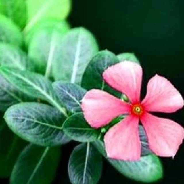 belia2712