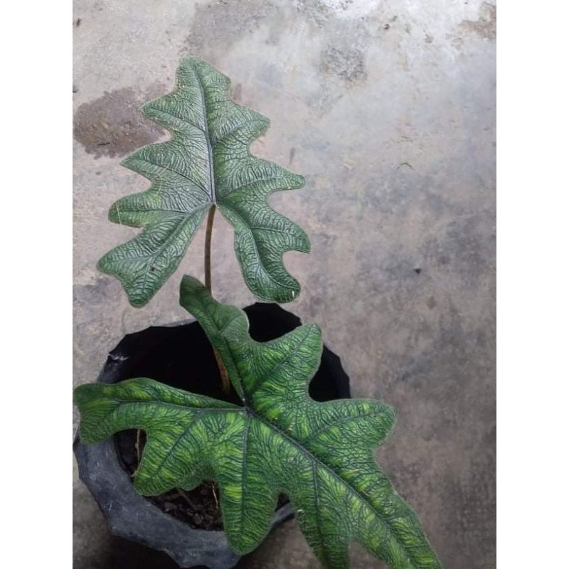 Alocasia sp sulawesi