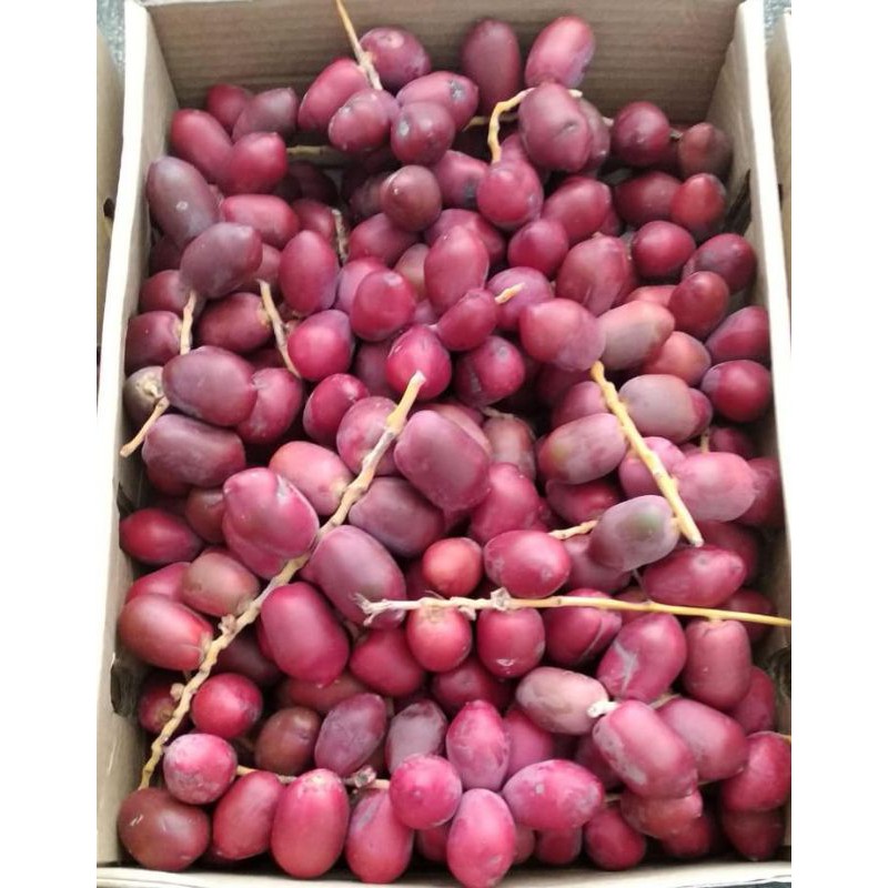 

Kurma Muda