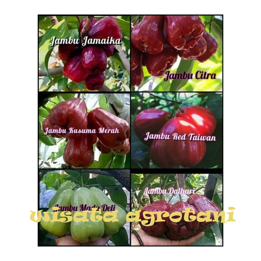 paket 6 bibit jambu air jamaika,citra,Kusuma merah,red Taiwan,madudeli,dalhari WISATA AGROTANI