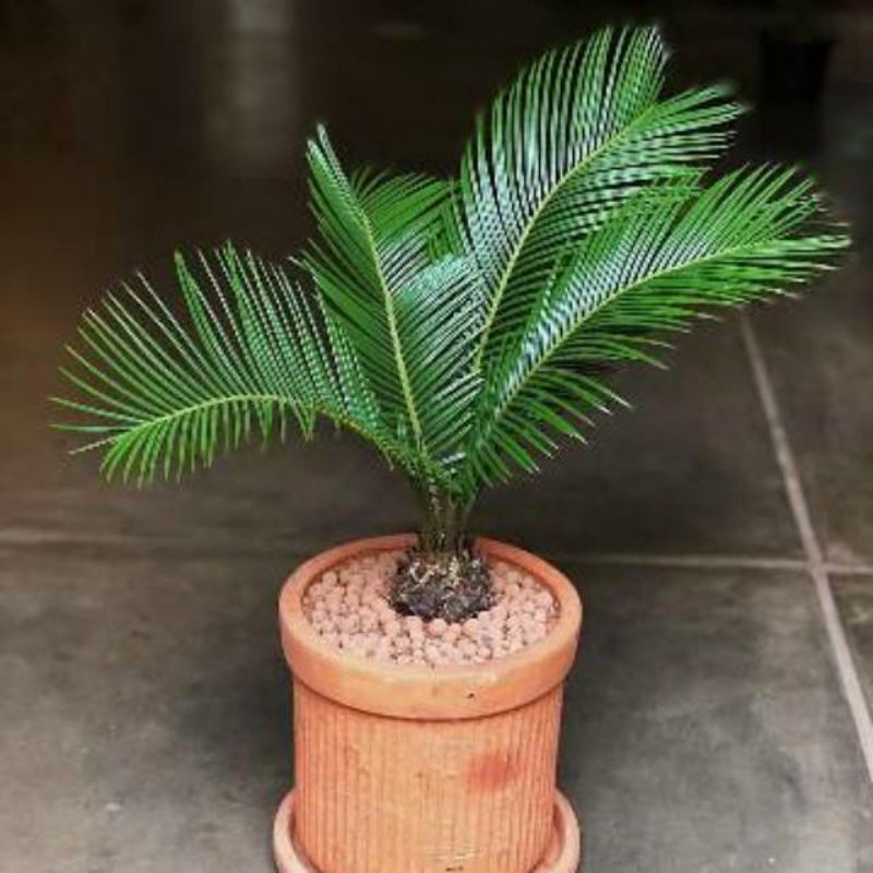 Tanaman hias hidup palem sikas~mawar jambe