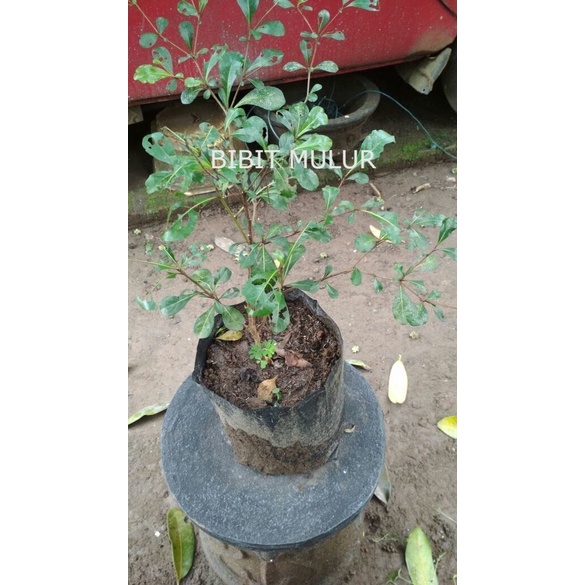 [5 pcs ] Bibit Ketapang Kencana genjah cepat besar