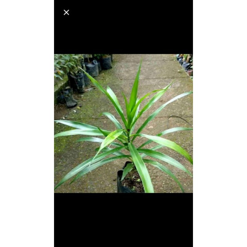 bibit tanaman daun suji/daun pandan suji