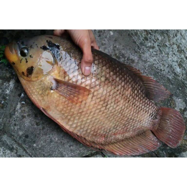 

Ikan Gurame Segar 1000 Gram