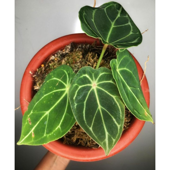 new beby tanaman hias antorium forgeti Hybrid