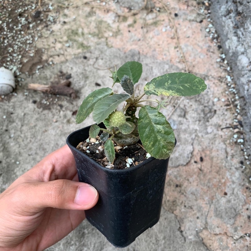 Dorstenia Foetida Variegata, tanaman caudex, tanaman gurun, kaktus (Include Pot + Media Tanam)