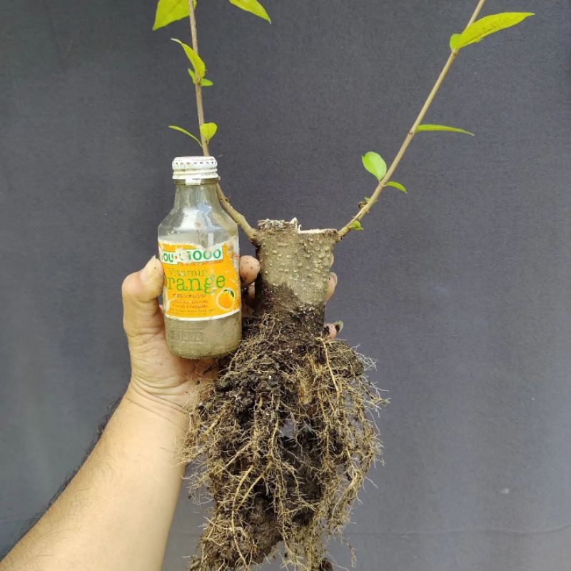 cangkok batang jumbo anting putri