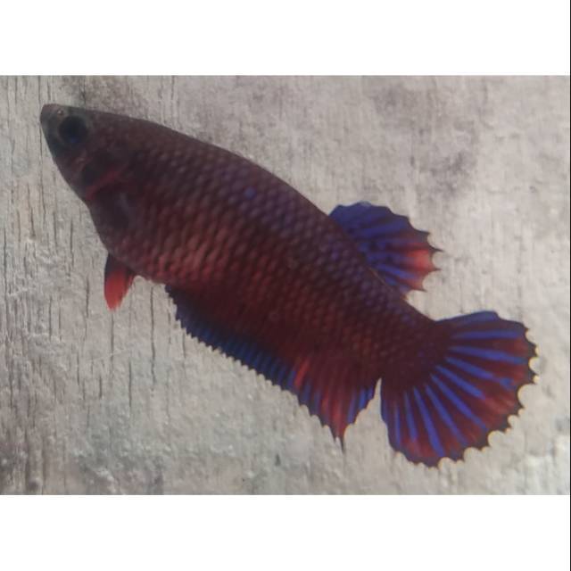 Cupang aduan betina line thailand