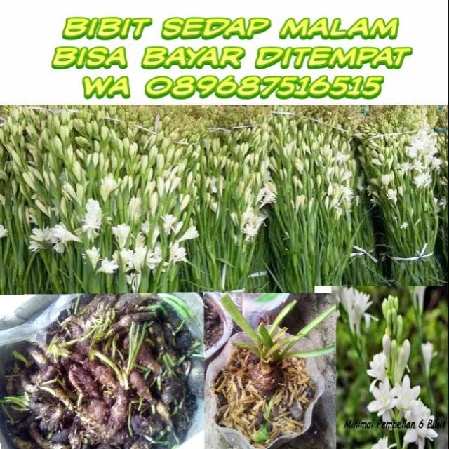Bibit bunga sedap malam umbi tunas kualitas super