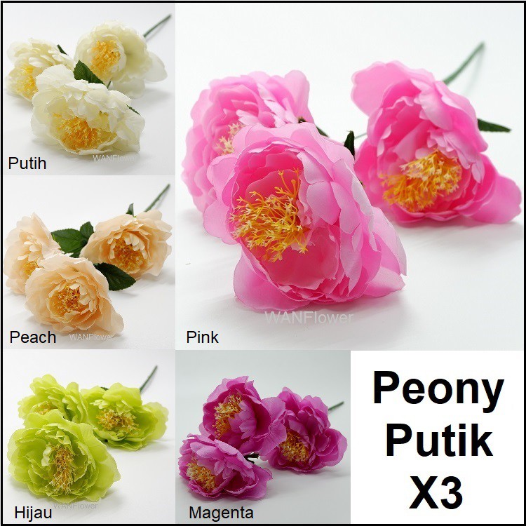 WANFLOWER Peony Tropis Putik X3 * ALL