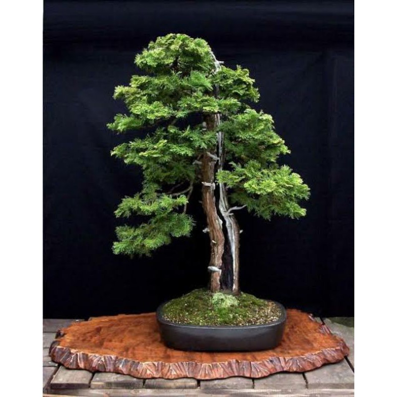 Bibitan cemara crippsi hinoki cypress