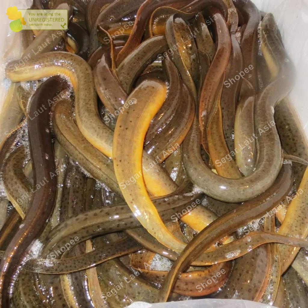 Belut Hidup Belut Segar Belut Fresh 1Kg