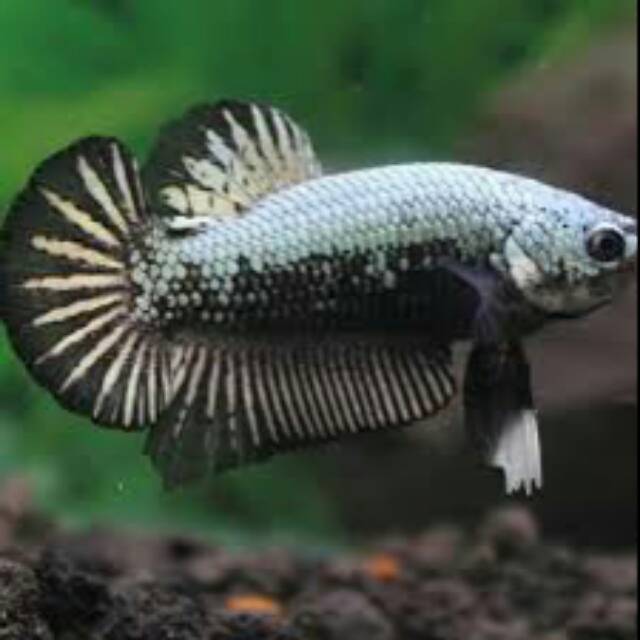 Ikan cupang black samurai