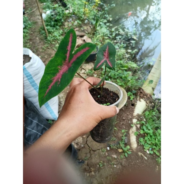 caladium/keladi pink rabbit