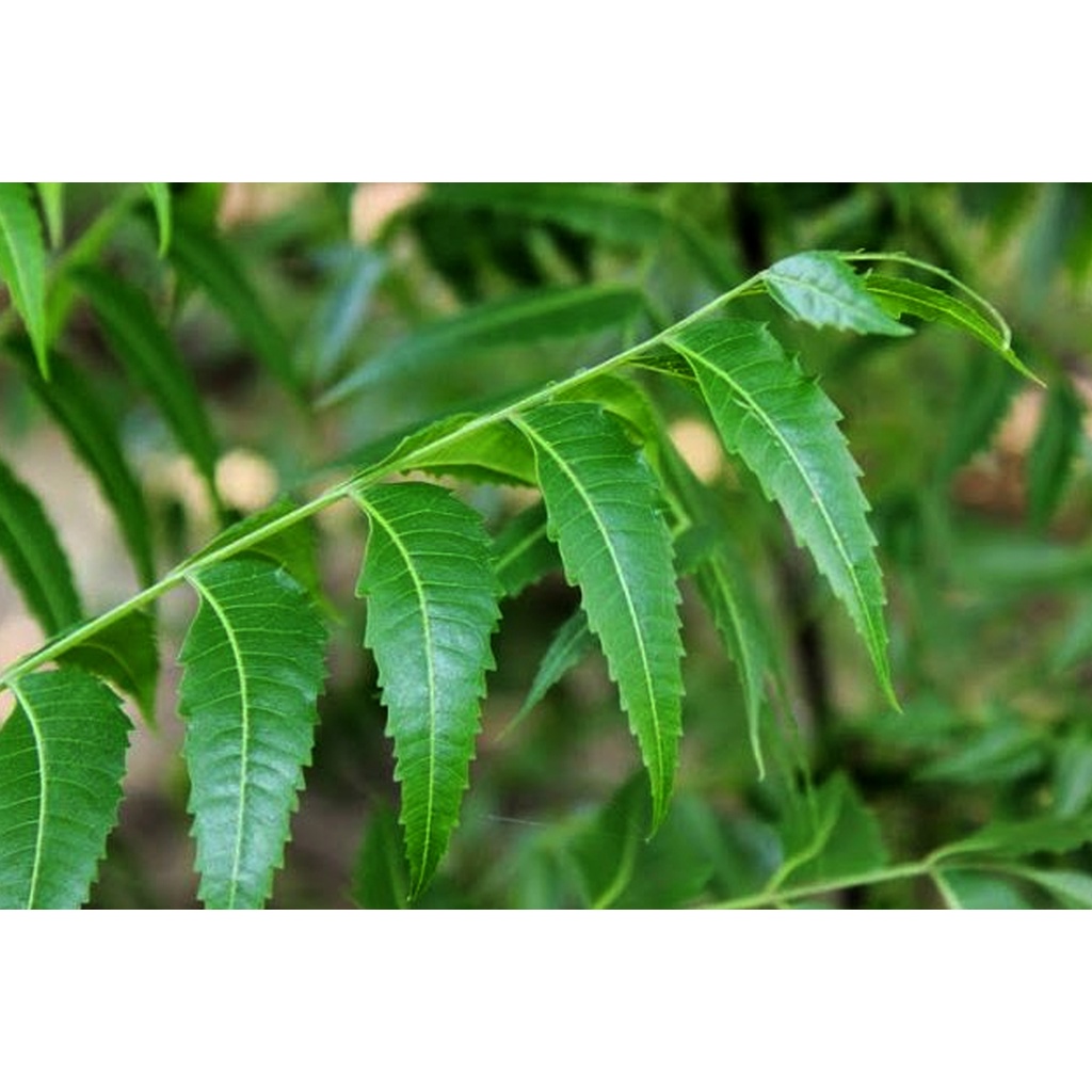 BIBIT POHON MIMBA TANAMAN HERBAL PENGHILANG GATAL MURAH  ( BELI 2 GRATIS 1 )