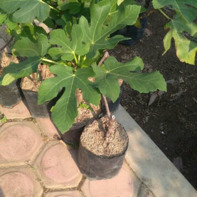 Tanaman buah tin