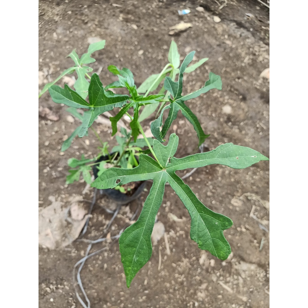 Bibit Tanaman pohon gedi kalingsir herbal