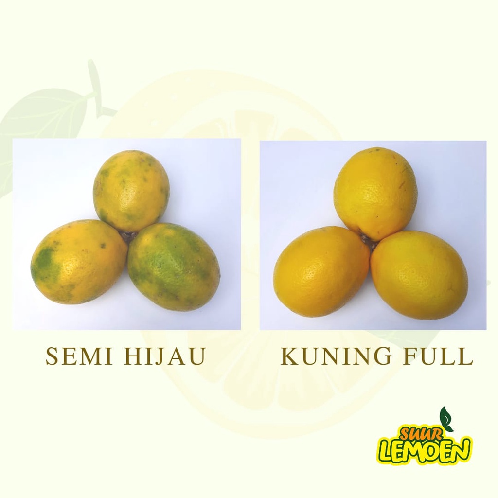 Jeruk Lemon California 500 gr 1/2 KG by Suur Lemoen ID