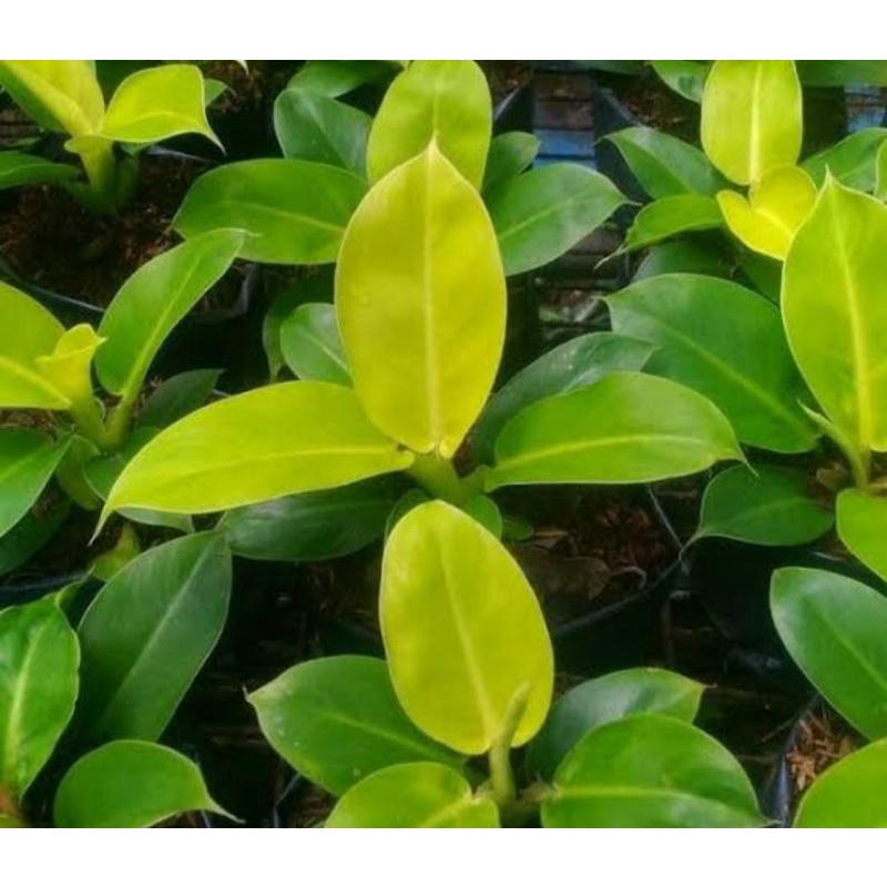 aglonema moonlight /Tanaman Hias aglonema moonlight/Tanaman murah Aglonema moonlight bisa cod