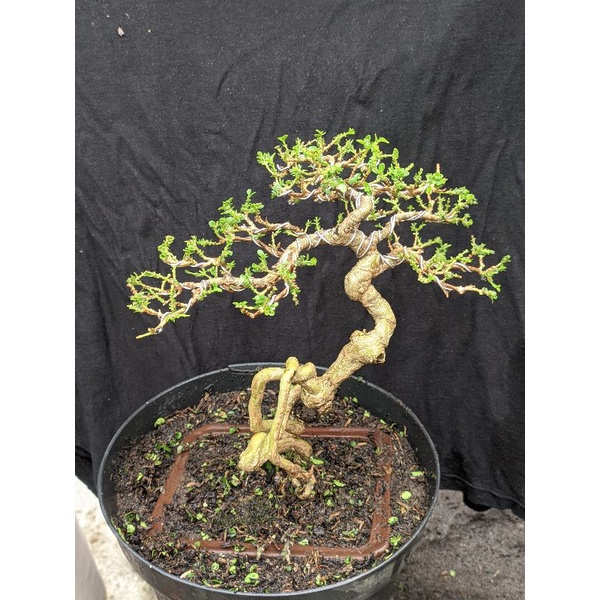 tanaman hias bonsai