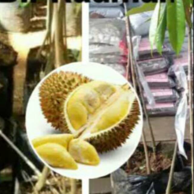 Bibit Pohon Durian Monthong kaki tiga