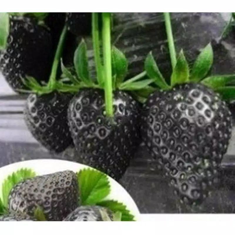 Benih Biji Buah STRAWBERRY HITAM IMPORT