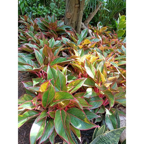 Aglonema Lipstick ( RUMPUNAN)