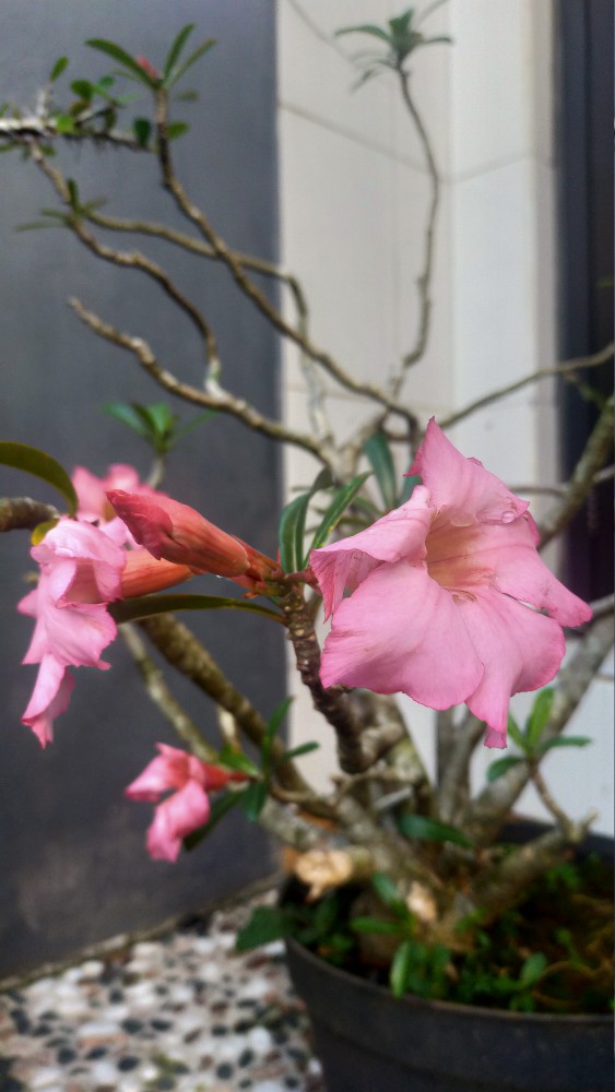 Tisu Nice Fesial 180 Sheet 2 Ply - Tissu -tissue 180sheet