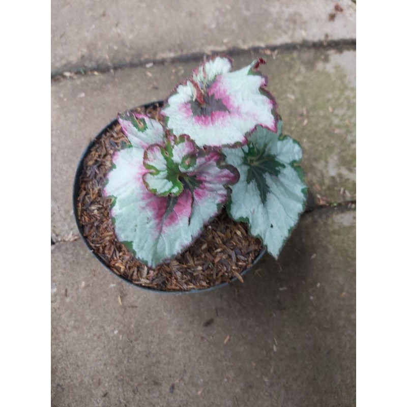 begonia keong pink remaja