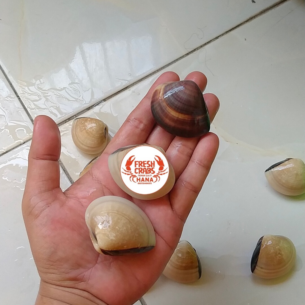 

KERANG TAHU / KERANG KEPAH FRESH / SEAFOOD 1kg