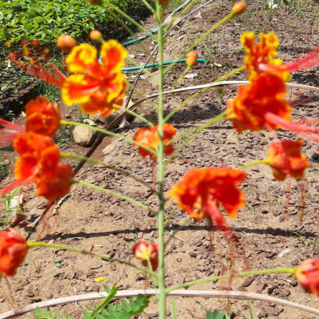 Bibit bunga flamboyan