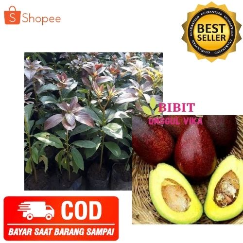 (COD) BIBIT ALPUKAT RED VIETNAM TANAMAN ALPUKAT POHON ALPUKAT RED VIETNAM OKULASI