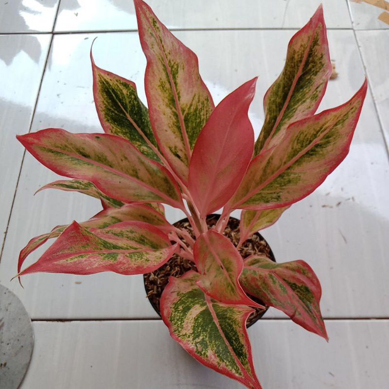 Aglonema Lipstik klasik/orange