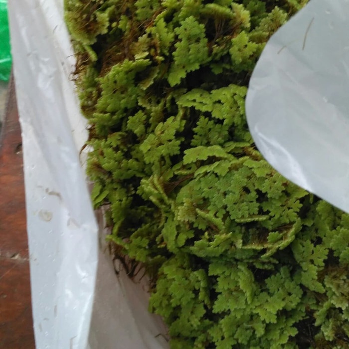 murah azolla pakan bebek