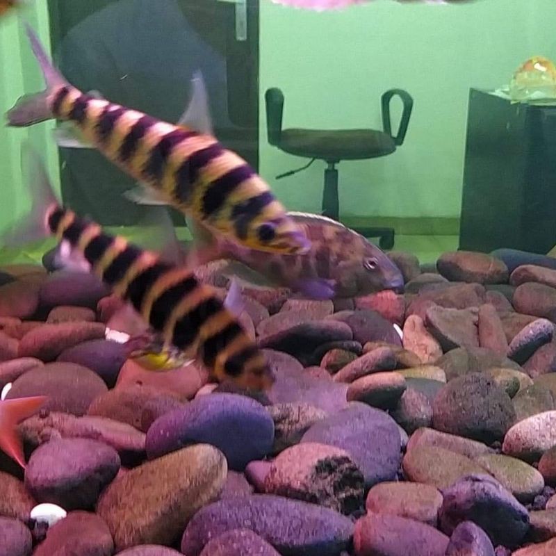 ikan kaos kaki / leporinus