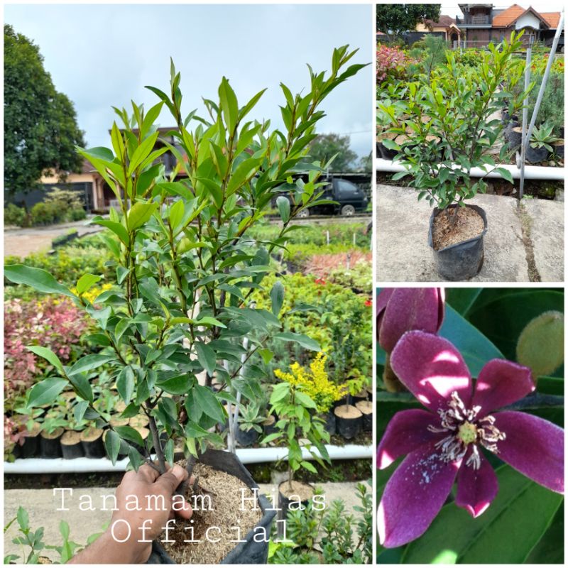 Tanaman Hias Bunga Cempaka Mulya Ungu