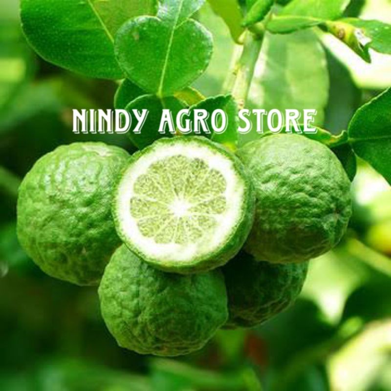 🆕 BERBUAH 🆕 Bibit Jeruk Limau / Jeruk Sundai / Jeruk Limo / Jeruk Sambal Hasil Okulasi Genjah