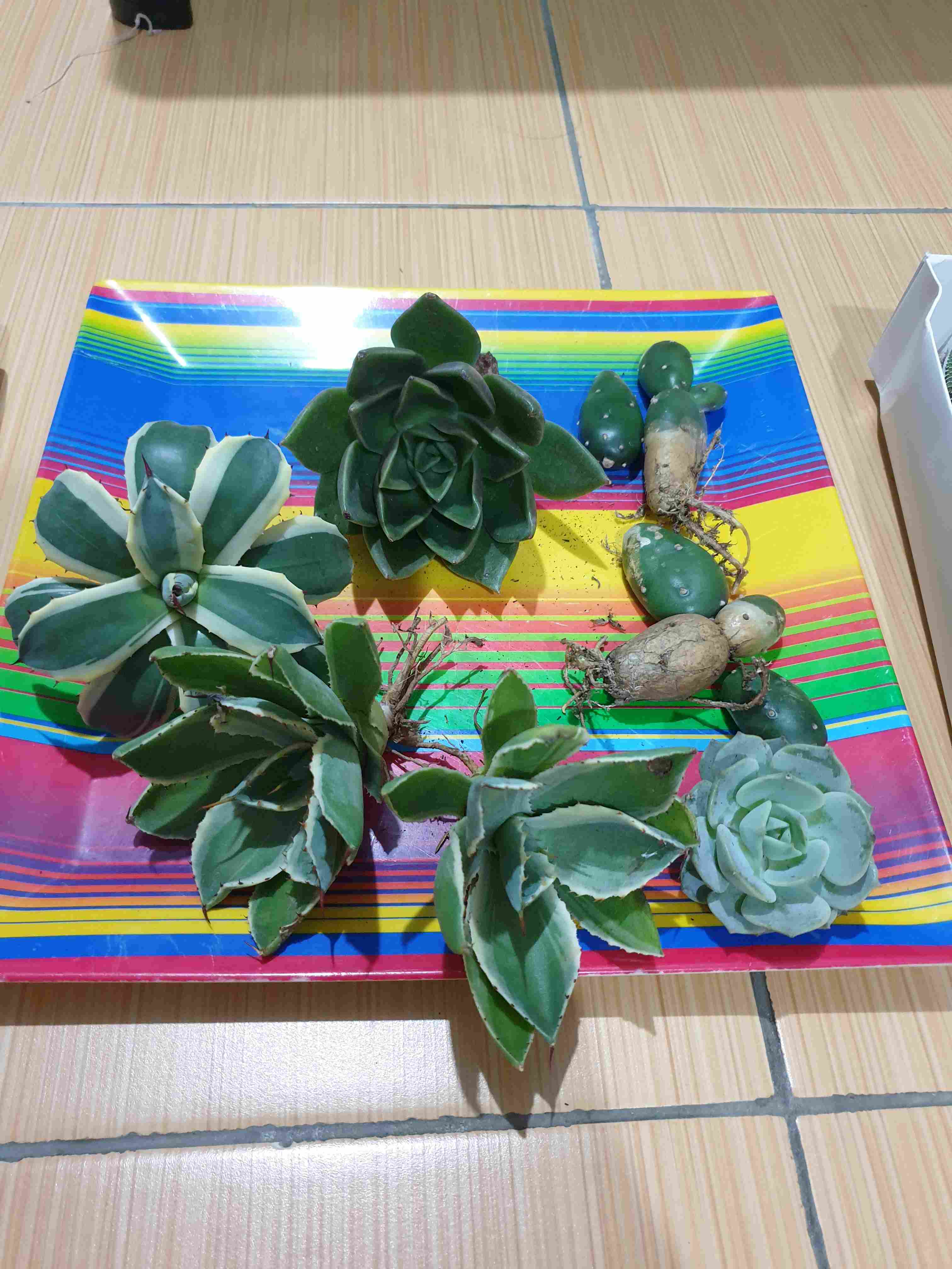 Paket Tanaman Hias Sukulen Sekulen Medium Random