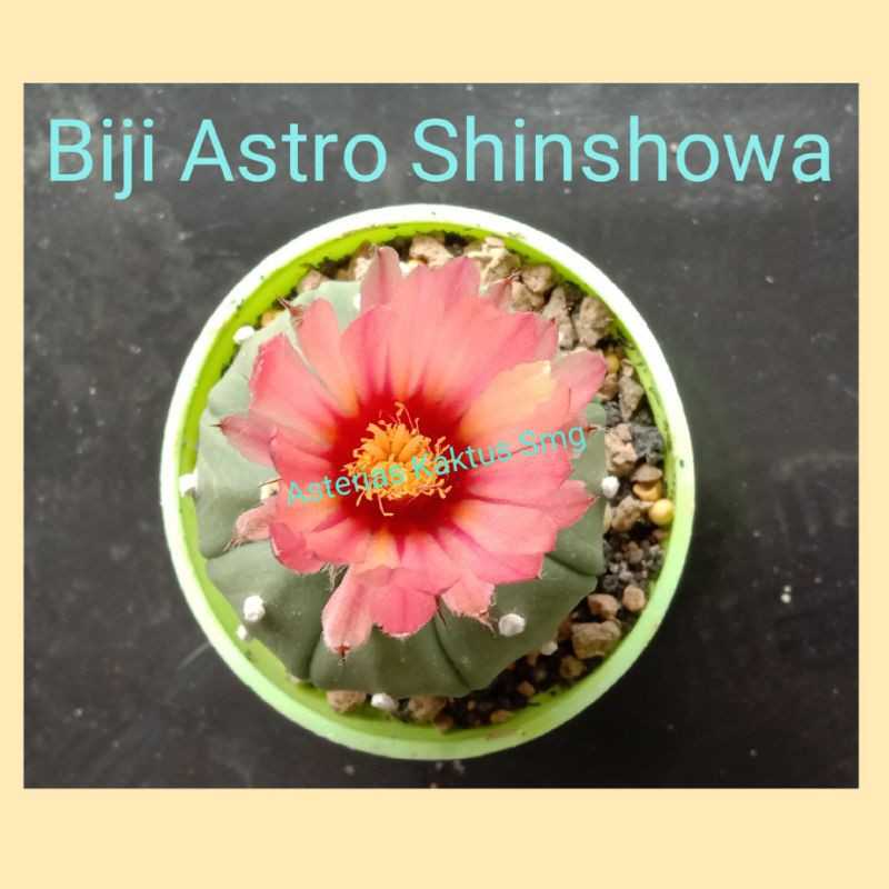 Biji Kaktus Astro Astrophytum Astro Shinshowa